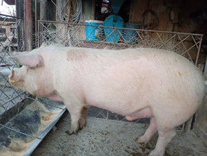 vand porc aprox 140 kg