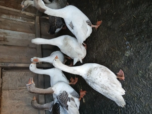 Oua pentru incubat de gasca rata motata și rata muta 