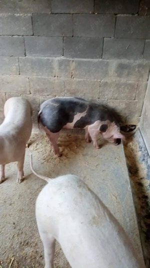 Purcele de vânzare 70kg + - imagine 2