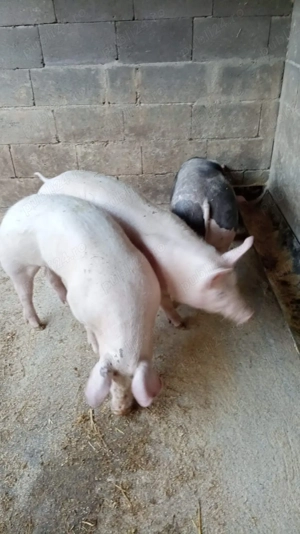 Purcele de vânzare 70kg + - imagine 4