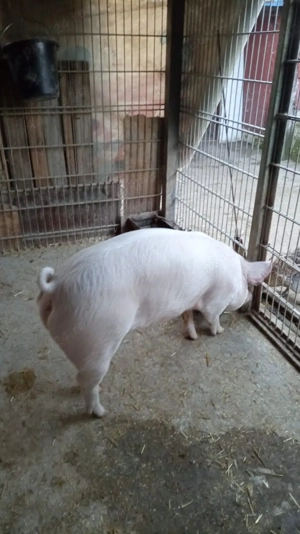 Purcele de vânzare 70kg +