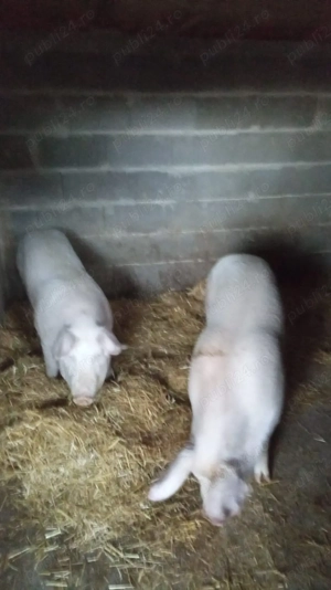 Purcele de vânzare 70kg + - imagine 3