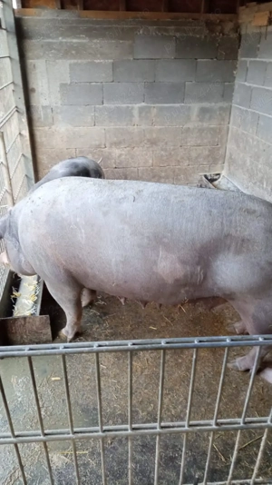 Purcea de vânzare 250kg + - imagine 2