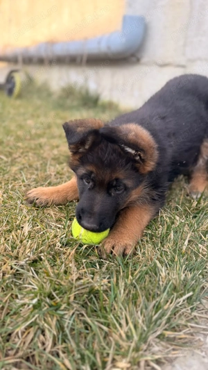 Vand ciobanesc german 2 luni jumatate - imagine 4