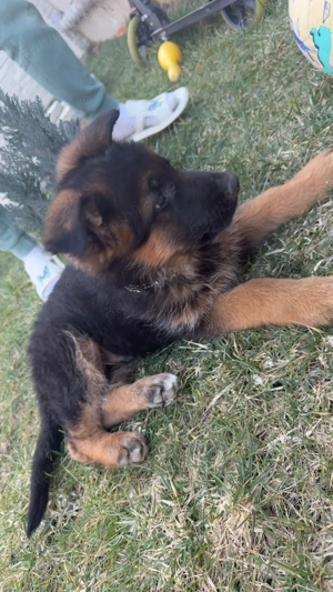 Vand ciobanesc german 2 luni jumatate - imagine 5