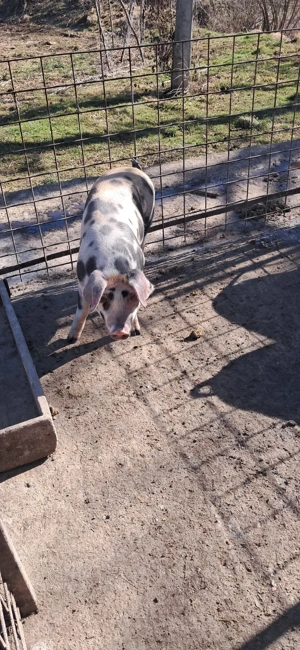 Vând purcei 15 saptamani - imagine 3