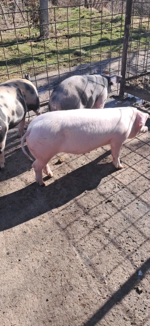 Vând purcei 15 saptamani - imagine 2