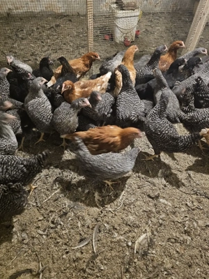 puicute de oua - imagine 3