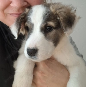 Kataleea, catelusa de 3 luni, talie medie cauta familie