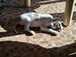 Kataleea, catelusa de 3 luni, talie medie cauta familie - imagine 3