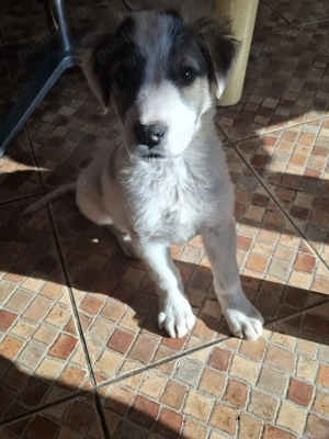 Kataleea, catelusa de 3 luni, talie medie cauta familie - imagine 4