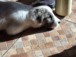 Kataleea, catelusa de 3 luni, talie medie cauta familie - imagine 2