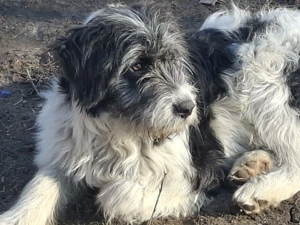 Donez metis de carpatin 5 luni - imagine 3