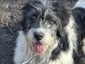 Donez metis de carpatin 5 luni - imagine 4