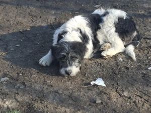 Donez metis de carpatin 5 luni - imagine 2