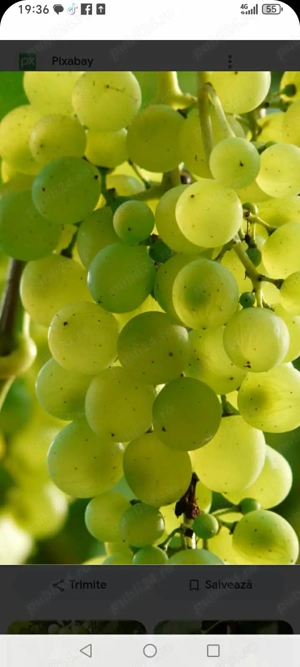 Țuică din vin (tescovina) 53 