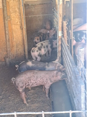 vând purcei  - imagine 3