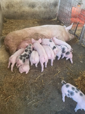 Vand purceii  - imagine 5