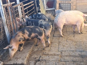 vând purcei  - imagine 2