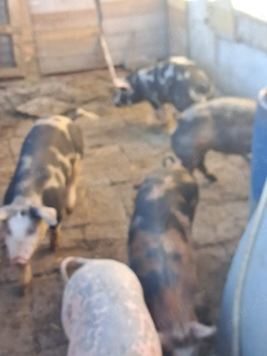 vând purcei  - imagine 5