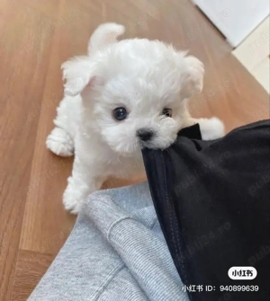 Bichon Maltez Mini Toy 