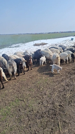 capre de vânzare  - imagine 3