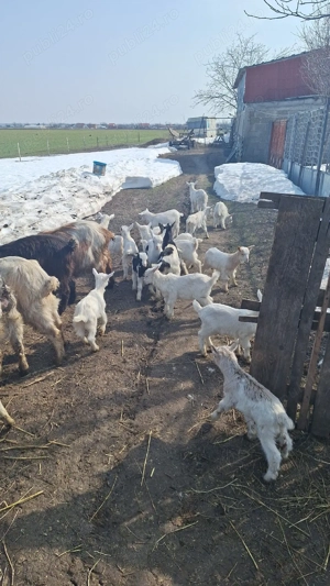 capre de vânzare  - imagine 2