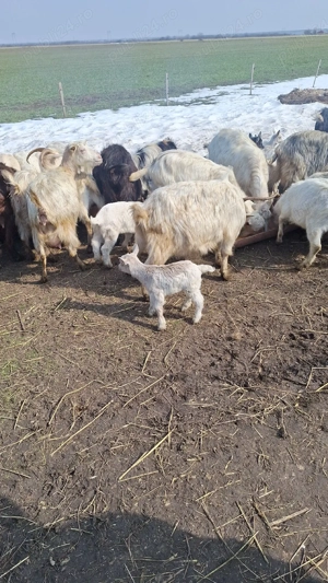 capre de vânzare  - imagine 4