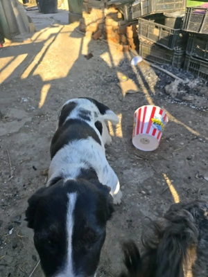 A mai ramas o fetita pentru adoptie - imagine 2