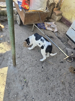 A mai ramas o fetita pentru adoptie - imagine 4