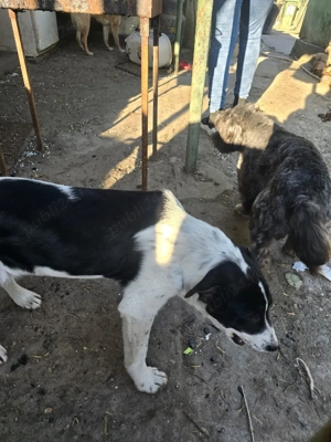 A mai ramas o fetita pentru adoptie - imagine 3