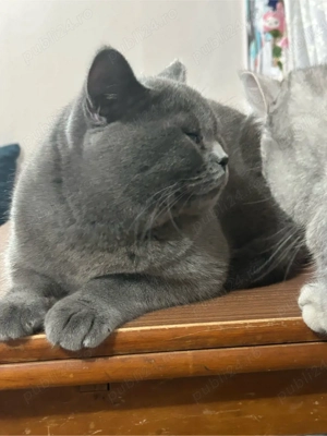 Motan British Shorthair pentru fetițe  - imagine 3