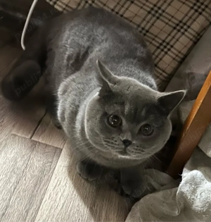 Motan British Shorthair pentru fetițe 