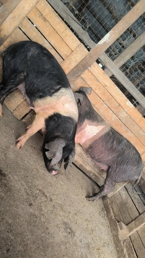 Scroafe bazna gestante  - imagine 4