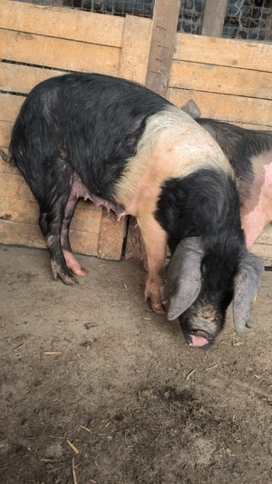 Scroafe bazna gestante  - imagine 2