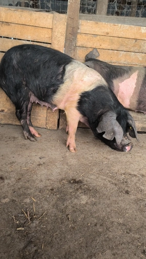 Scroafe bazna gestante 