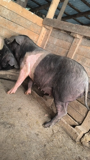 Scroafe bazna gestante  - imagine 3