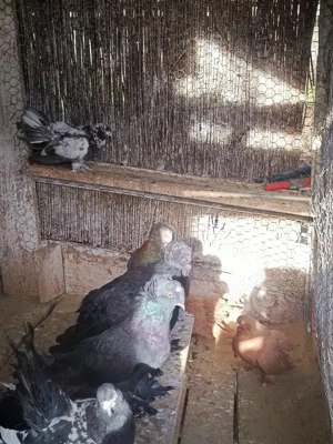  Porumbei Tobosari de buhara  - imagine 3