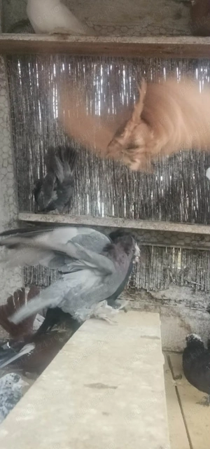  Porumbei Tobosari de buhara  - imagine 4