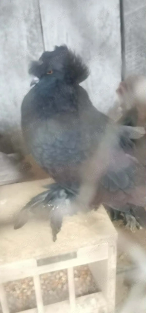  Porumbei Tobosari de buhara  - imagine 2