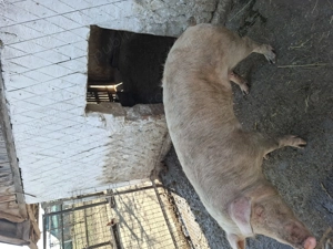 Vand scrofita pentru reproductie! - imagine 4