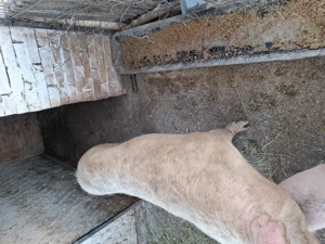 Vand scrofita pentru reproductie! - imagine 3