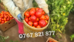 Rasaduri Legume: Rasad de Rosii, Castraveti, Vinete, Ardei, Aromatice 2026