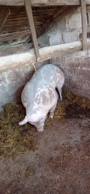 Vând 1 vier și 2 purcele pietran 