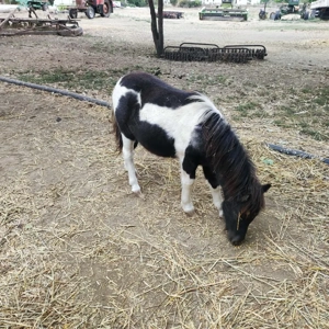 ponei mascul  3000 lei  - imagine 2