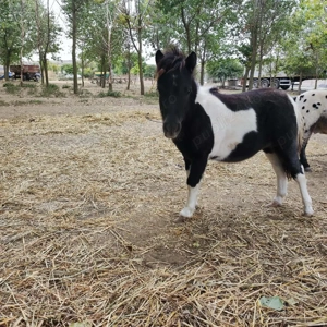 ponei mascul  3000 lei  - imagine 4