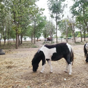 ponei mascul  3000 lei  - imagine 5