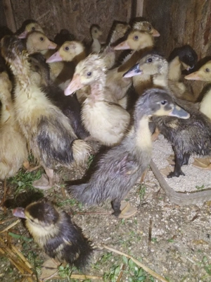 bobocii de rață de vânzare  - imagine 2