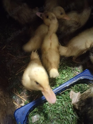 bobocii de rață de vânzare 