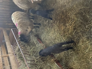 Vand oi carabase sarbesti - imagine 2